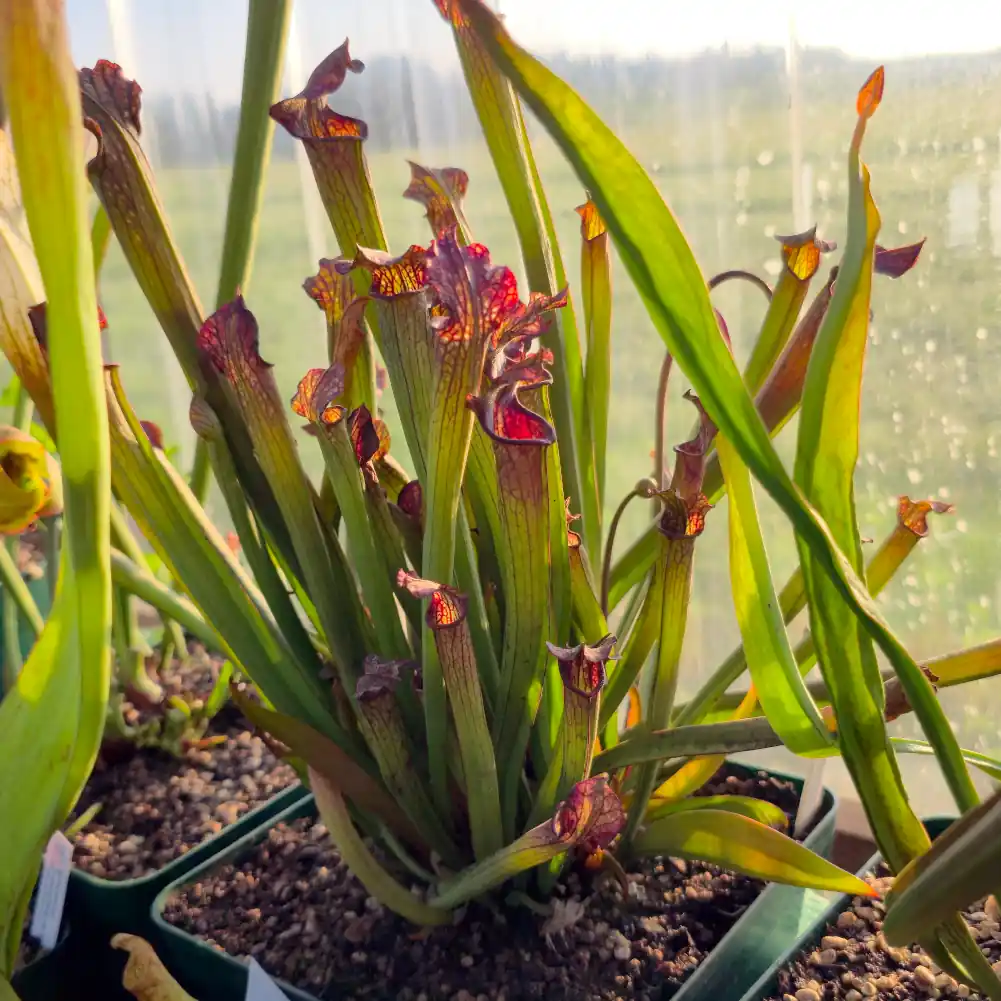 Sarracenia - Cikizwa