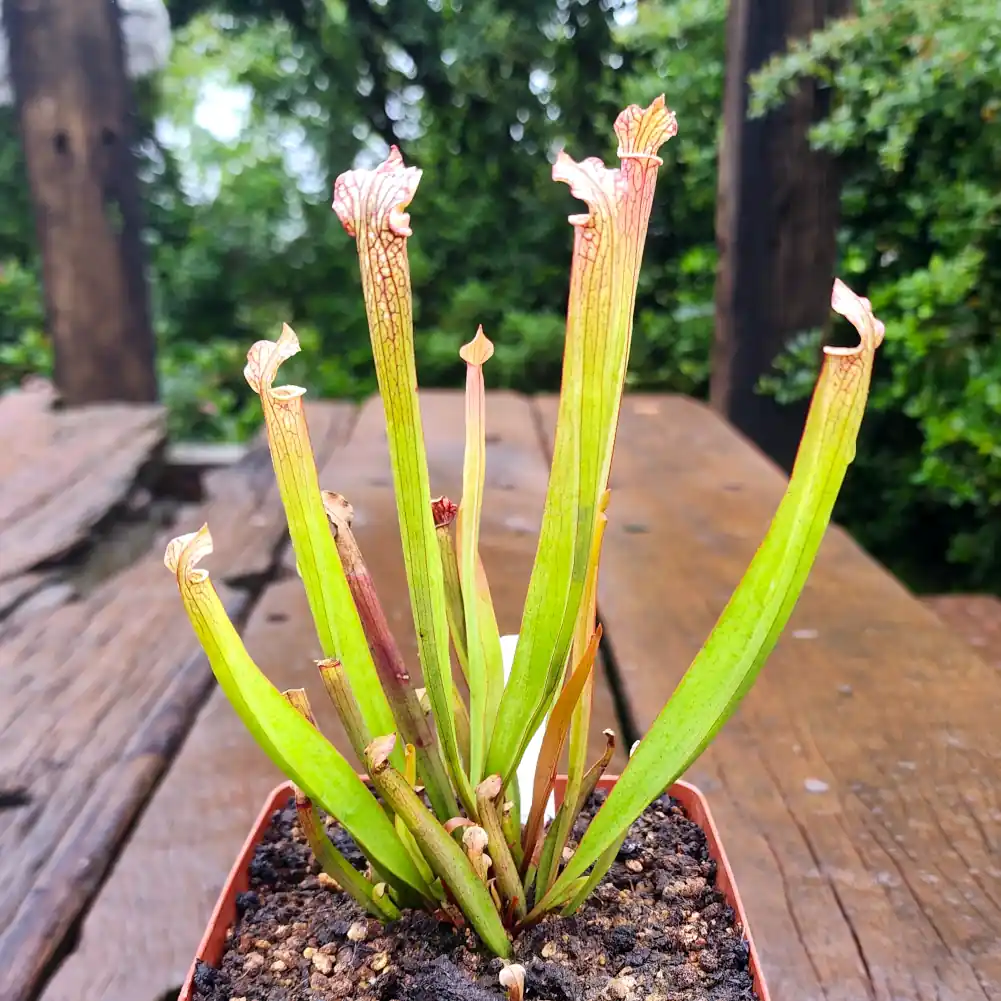 Sarracenia Cikizwa