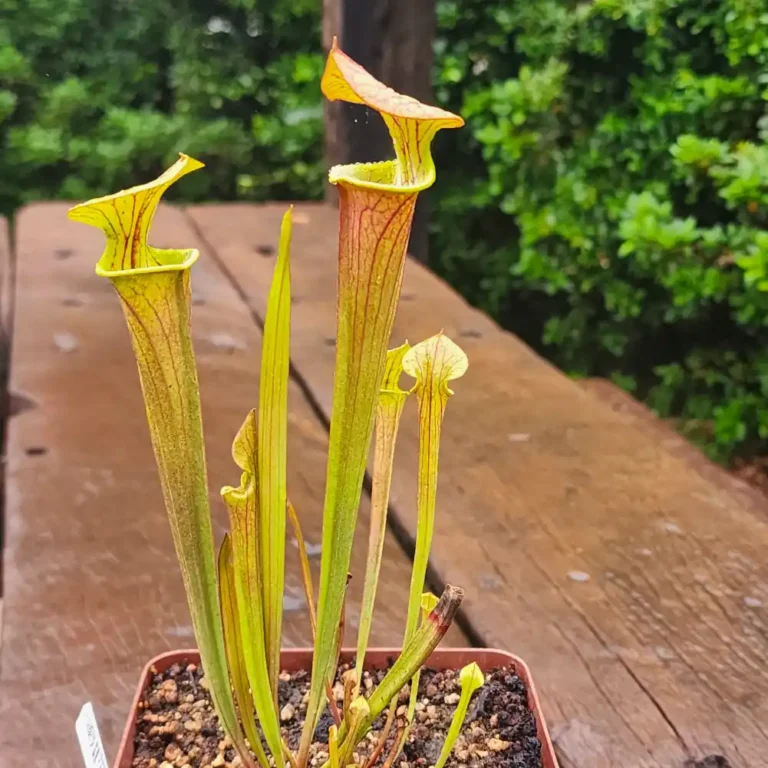 Sarracenia Ende