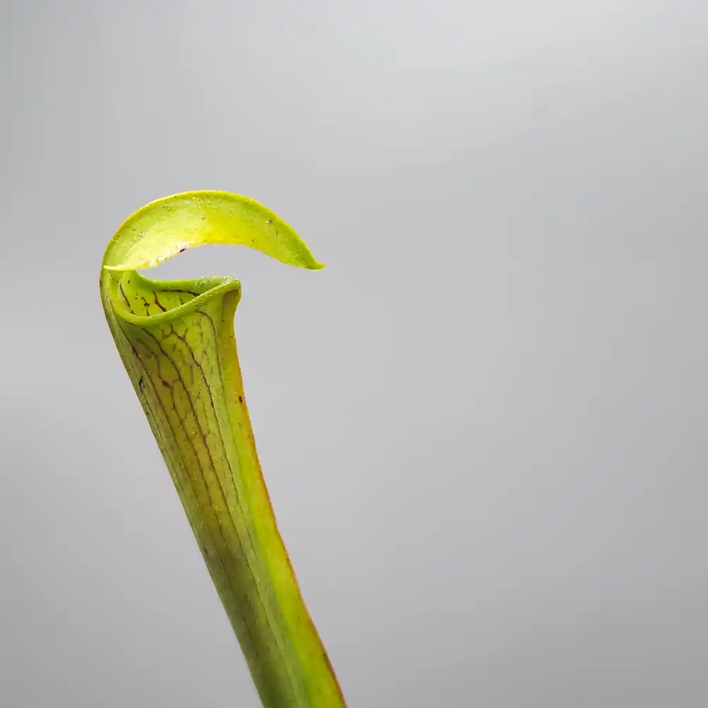Sarracenia Andile