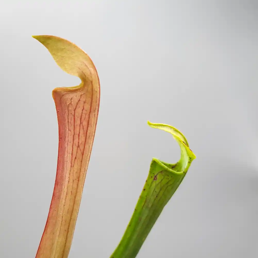 Sarracenia Andile