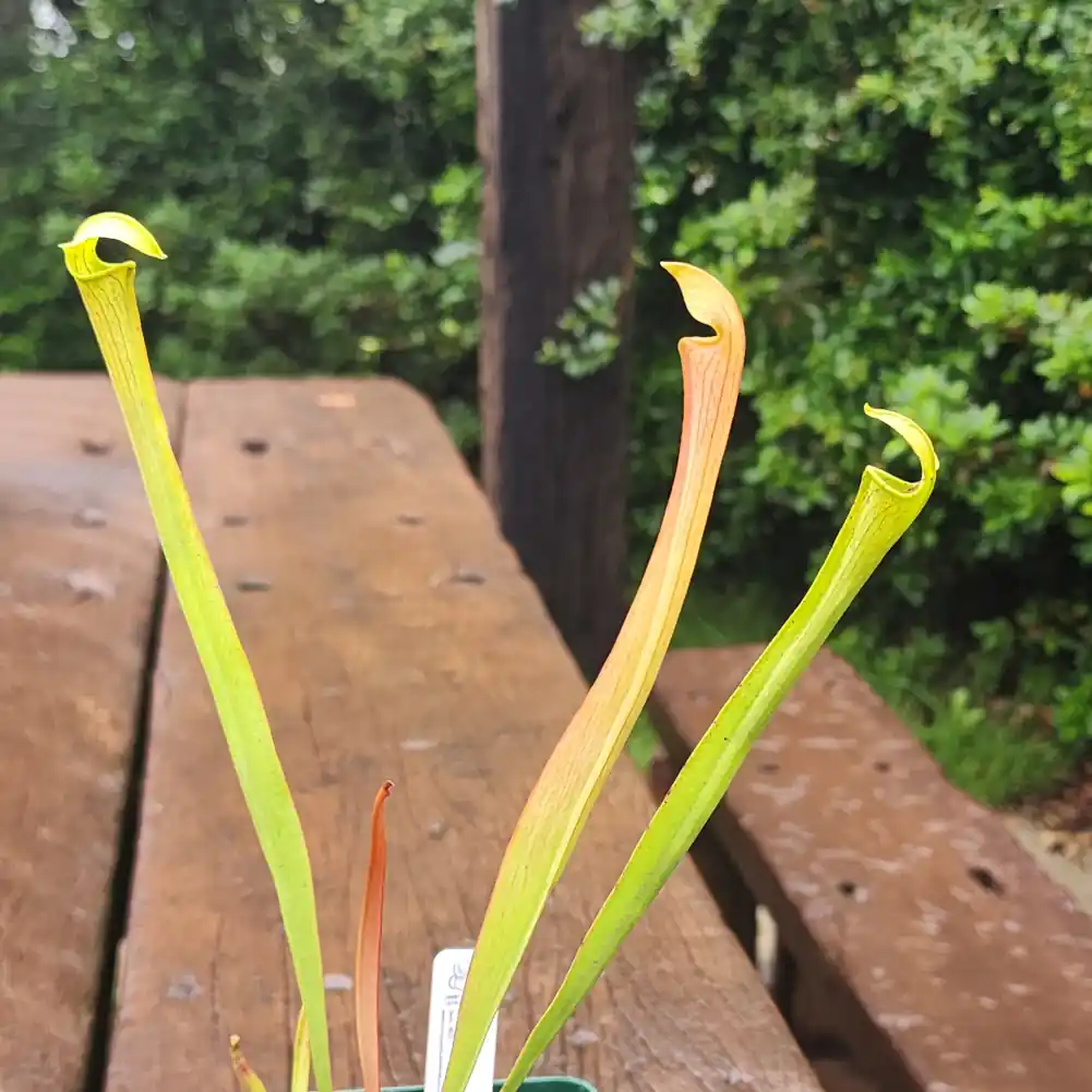 Sarracenia Andile
