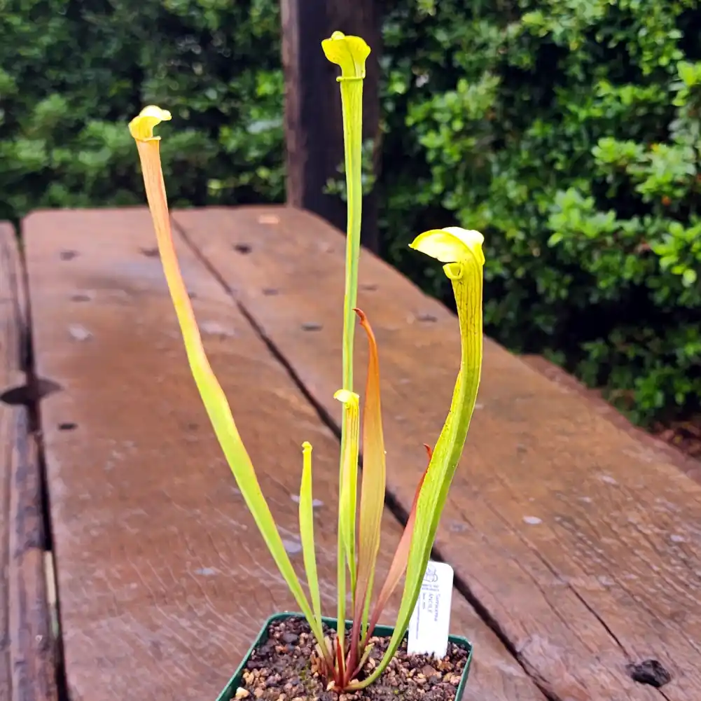 Sarracenia Andile