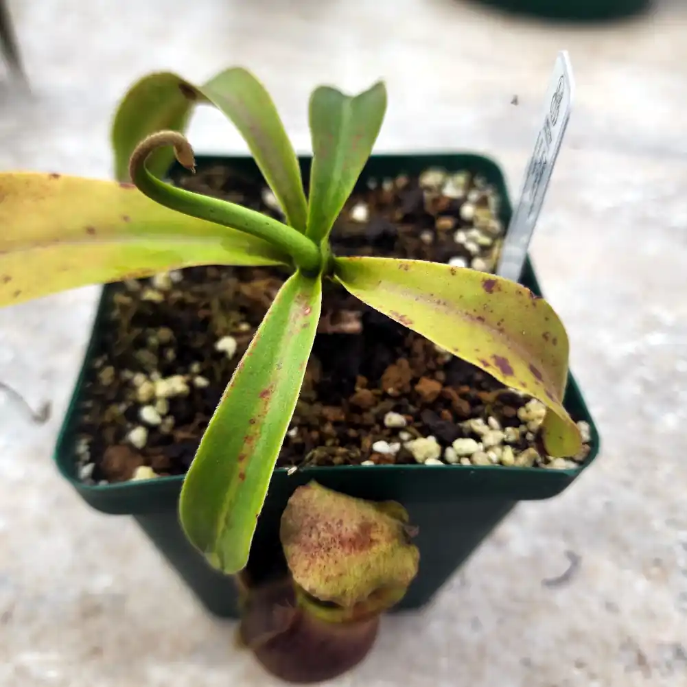 Nepenthes Mr Smee