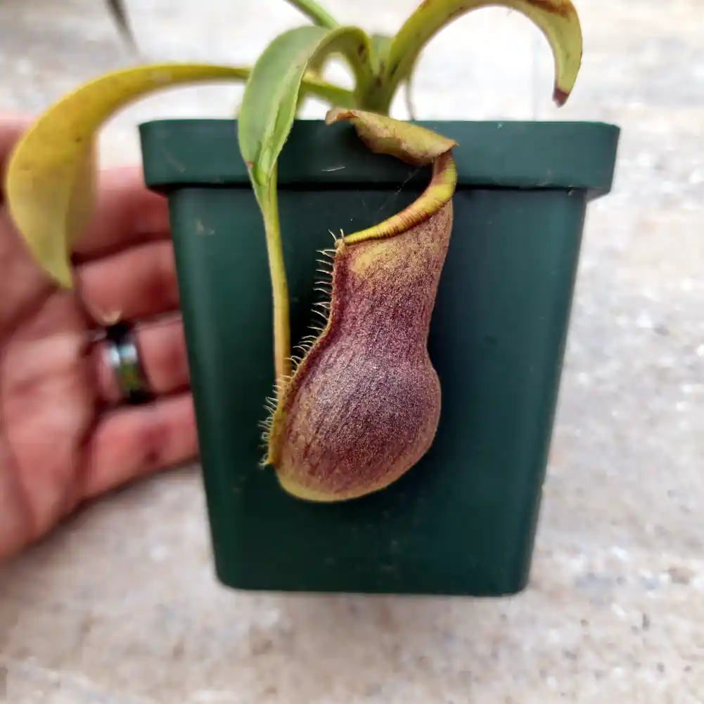 Nepenthes Mr Smee