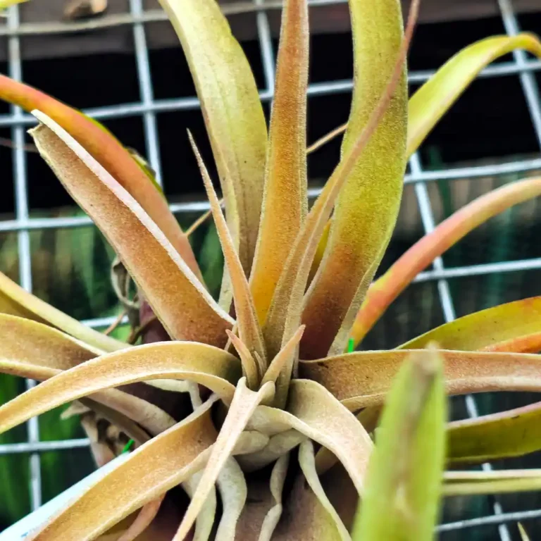 Tillandsia Capitata Peach