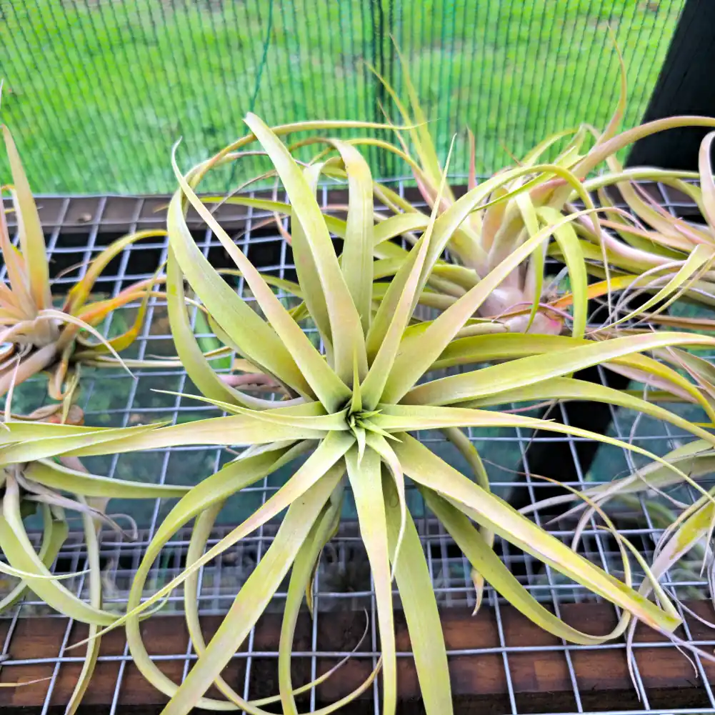 Tillandsia Capitata Peach