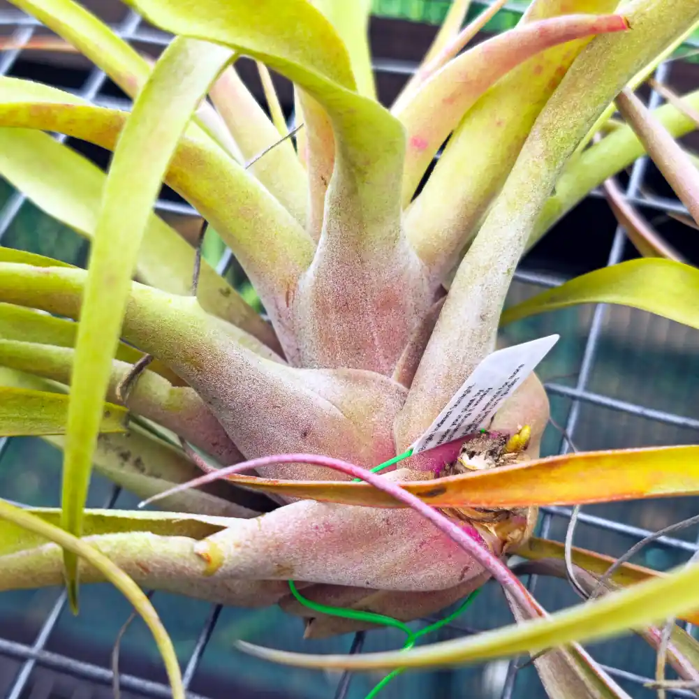 Tillandsia Capitata Peach