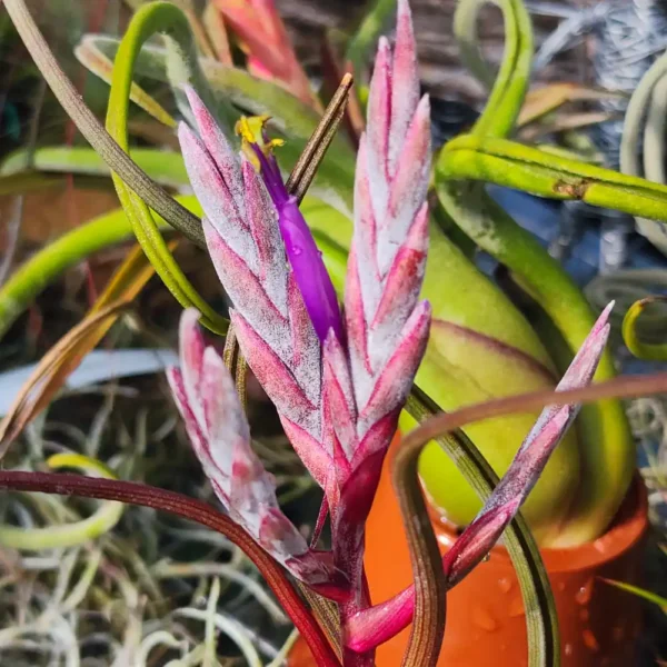 Tillandsia Pseudobaileyi