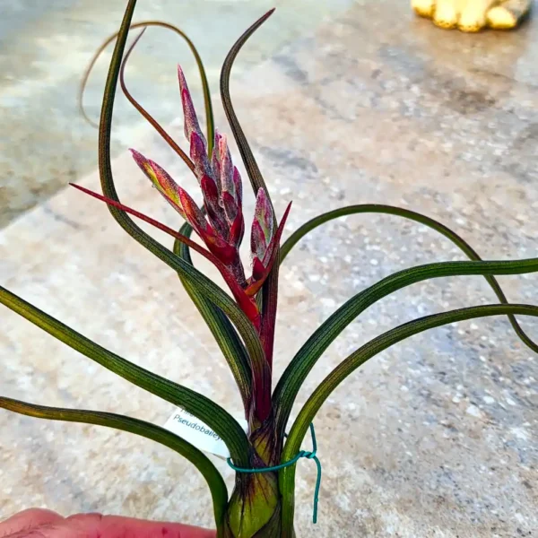 tillandsia Pseudobaileyi
