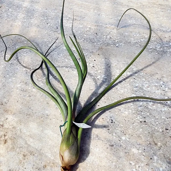 Pseudobaileyi