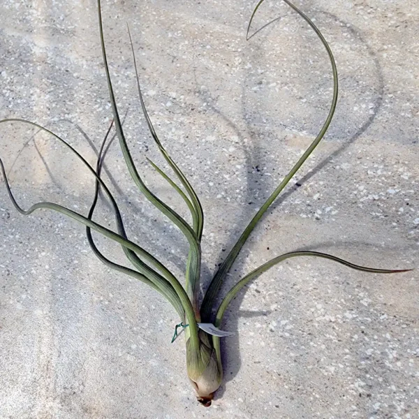 Pseudobaileyi