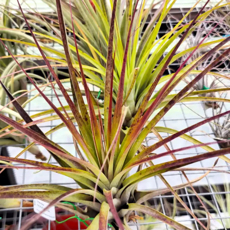 Tillandsia Fasciculata