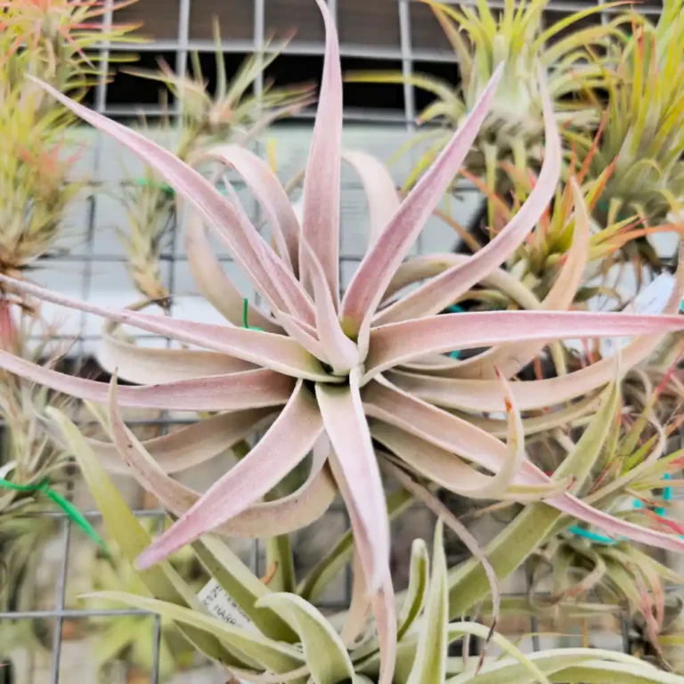 Tillandsi Harrisii