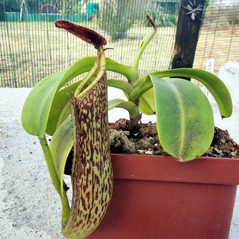 Nepenthes Zakariena