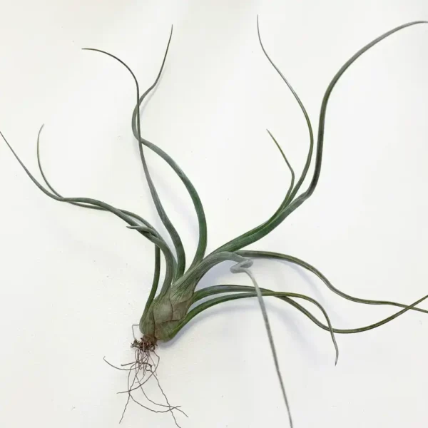 pseudobaileyi
