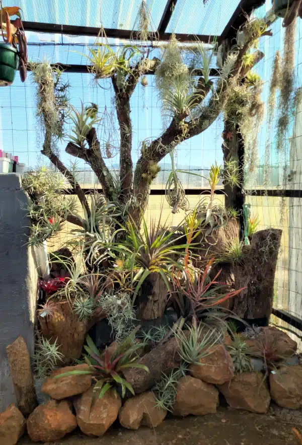 Tillandsia Display