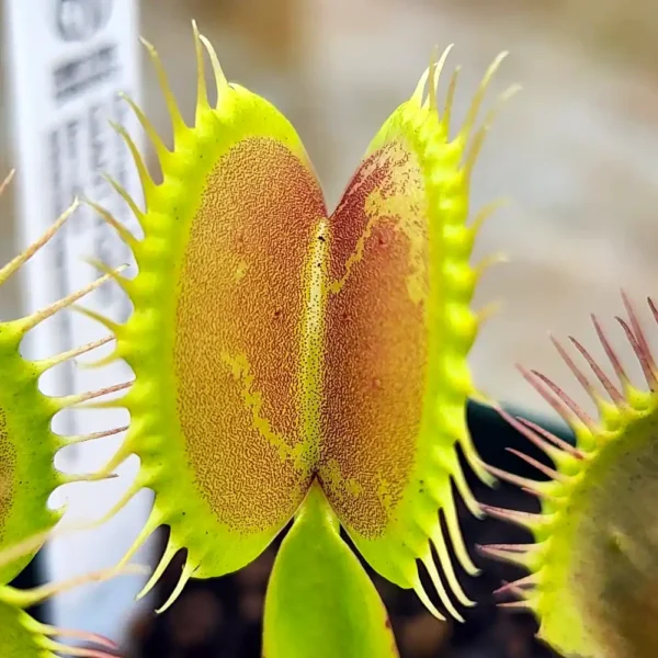 Venus Fly Trap Giant Form