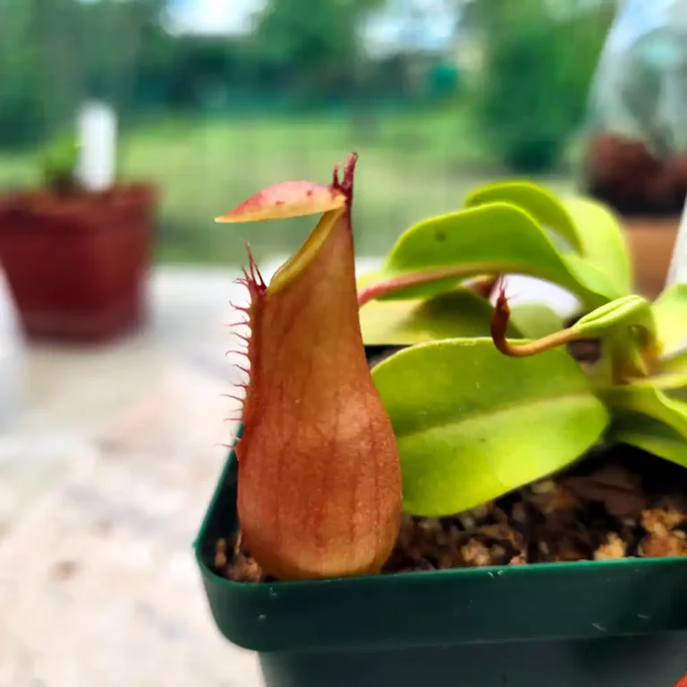 Nepenthes Alata