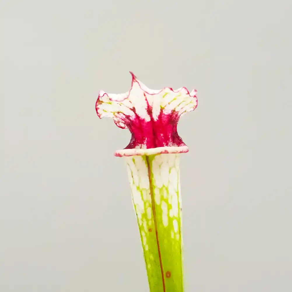 Sarracenia Painted Black