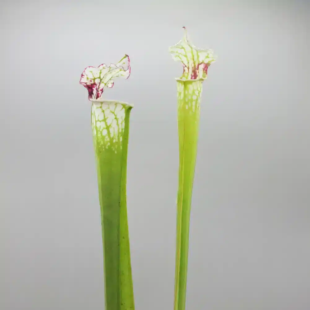 Sarracenia Painted Black