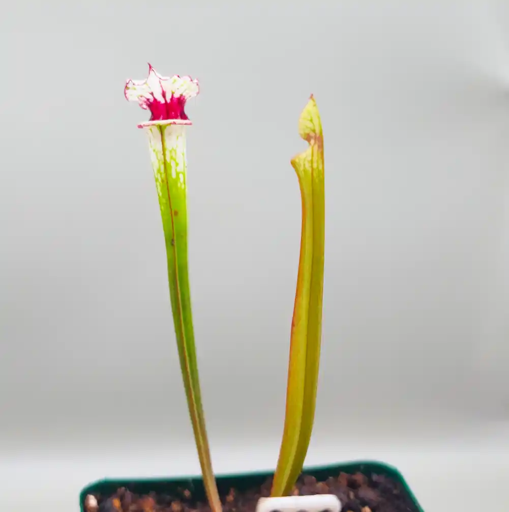 Sarracenia Painted Black