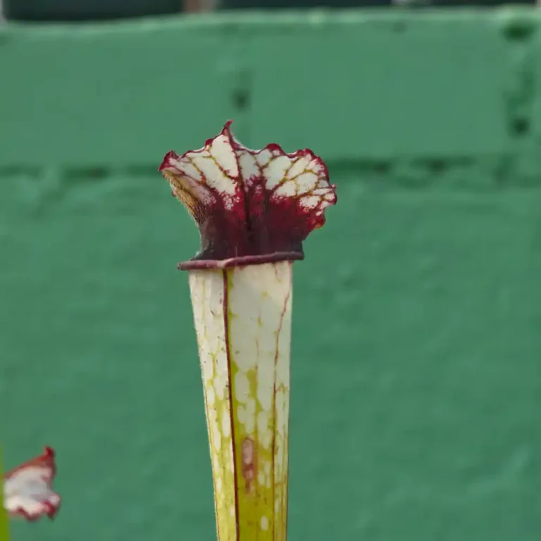 Sarracenia Painted Black