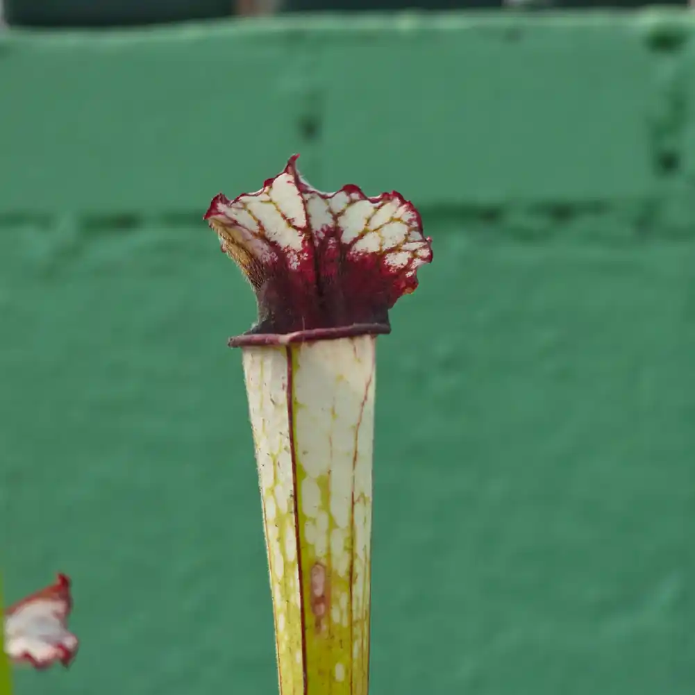Sarracenia Painted Black