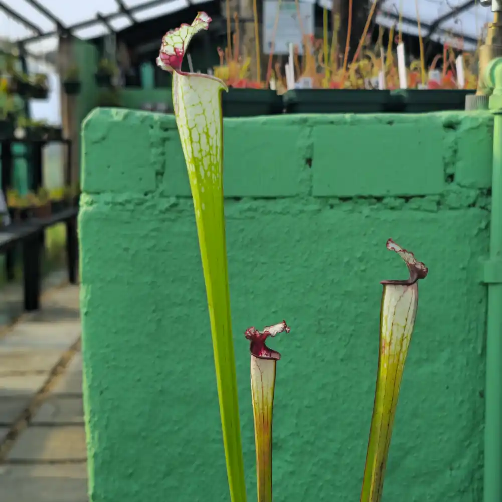 Sarracenia Painted Black
