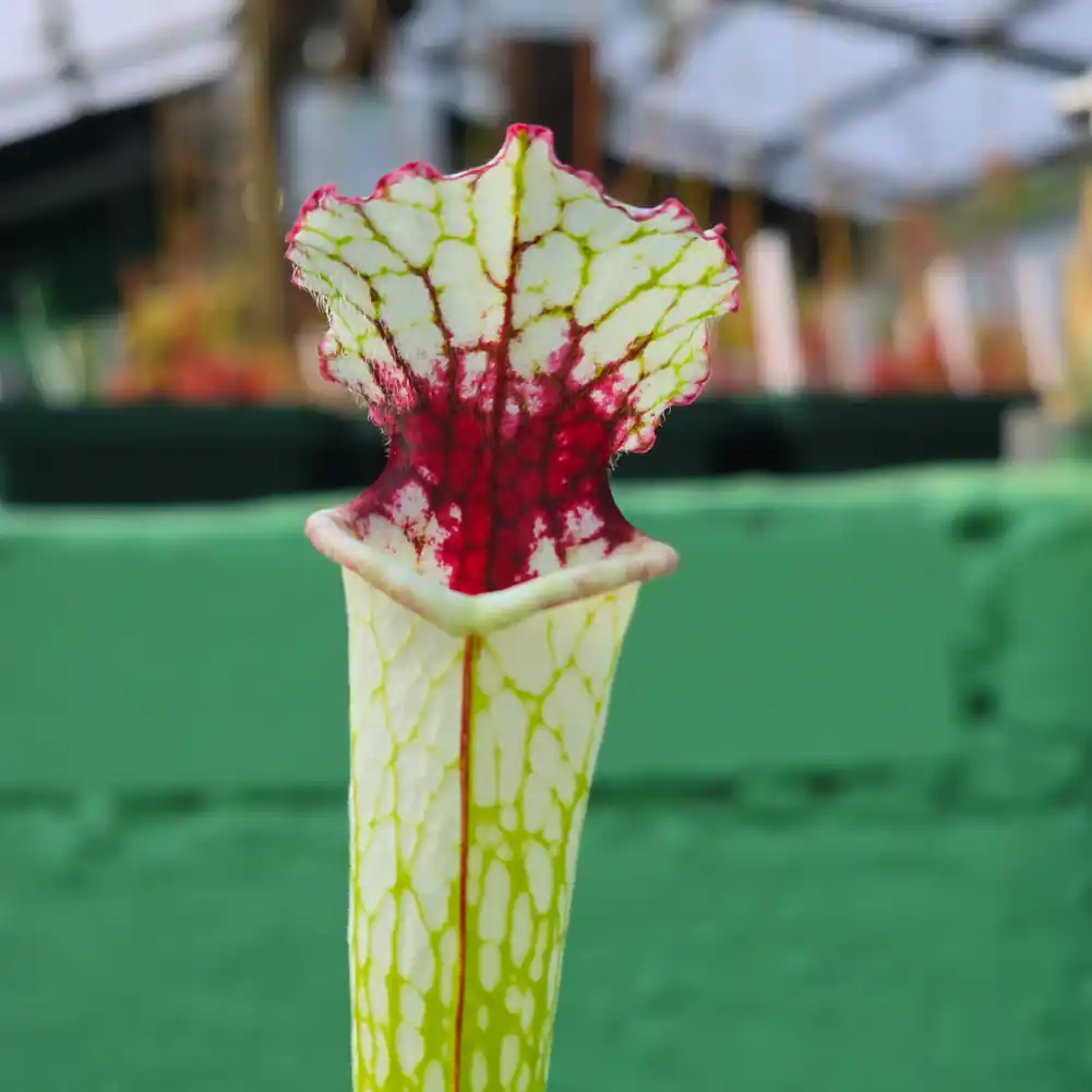 Sarracenia - Painted Black - Image 9