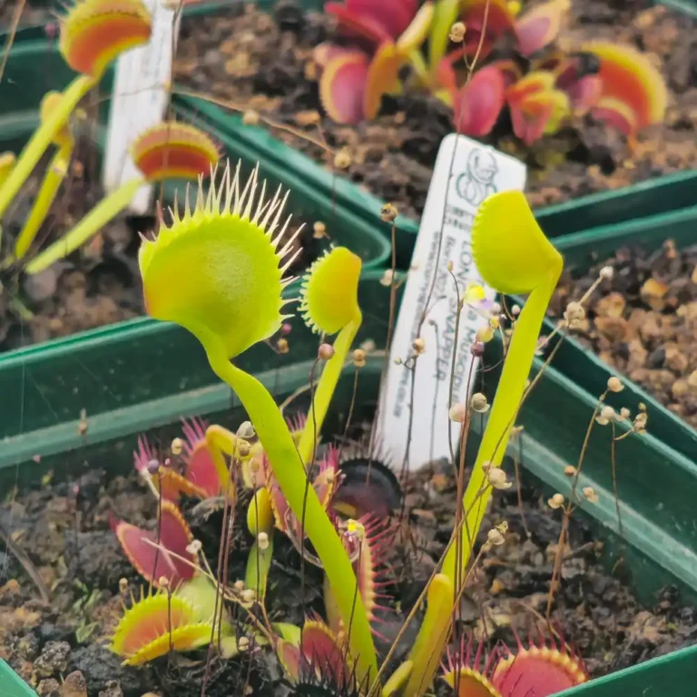 Venus Fly Trap Long Snapper