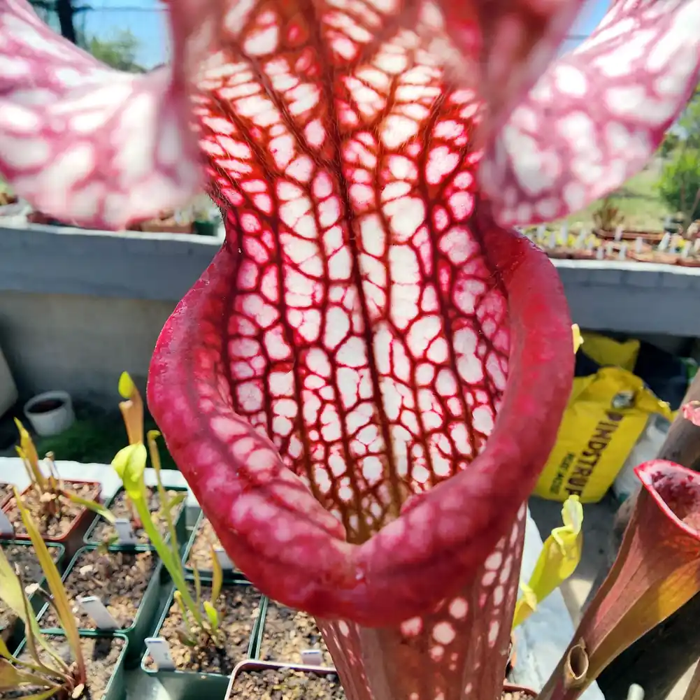 sarracenia