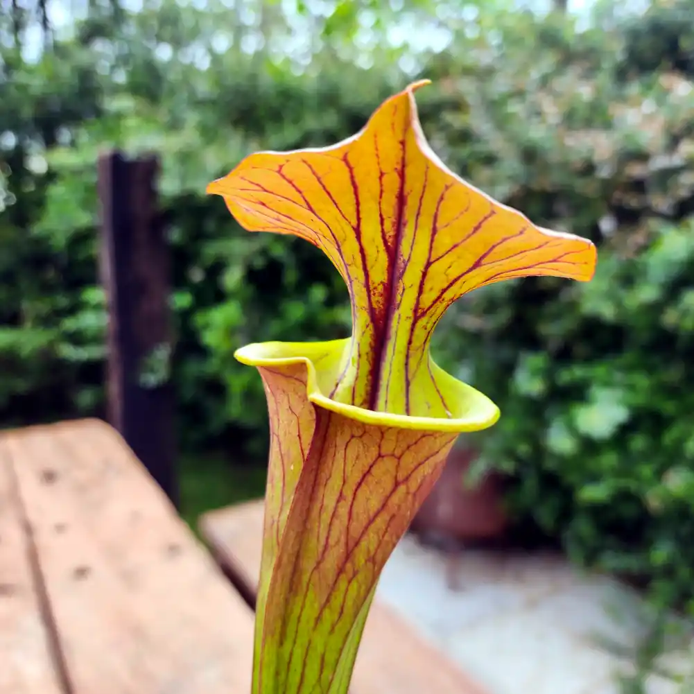 Sarracenia Cuprea