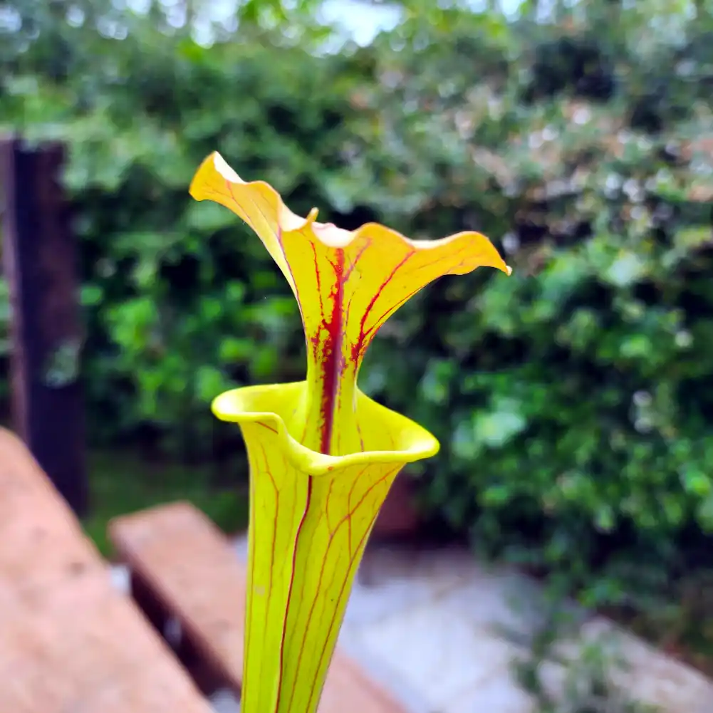 Sarracenia Cuprea