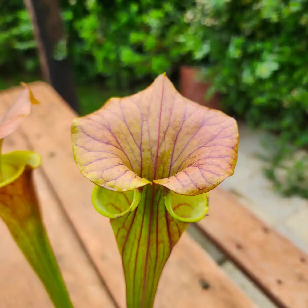Sarracenia Cuprea