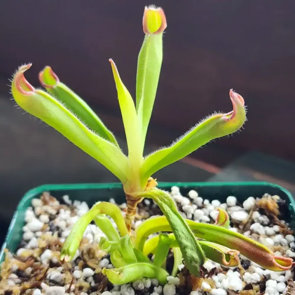 Heliamphora Pulchella