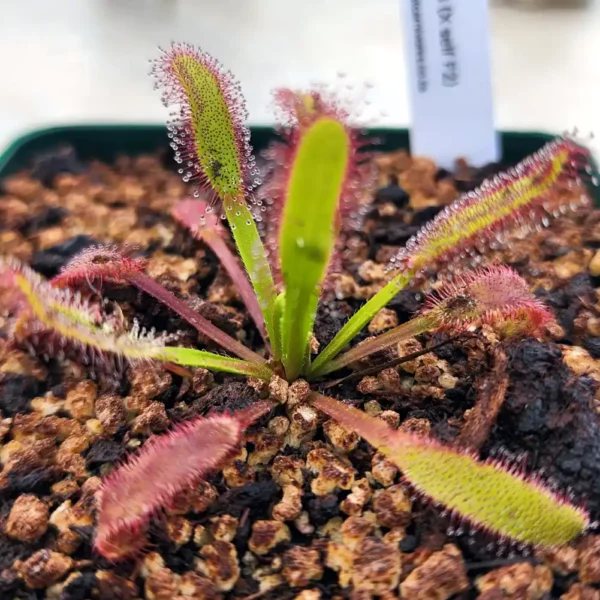 Drosera Hercules