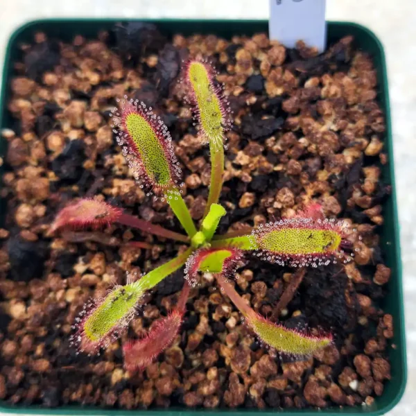 Drosera Hercules