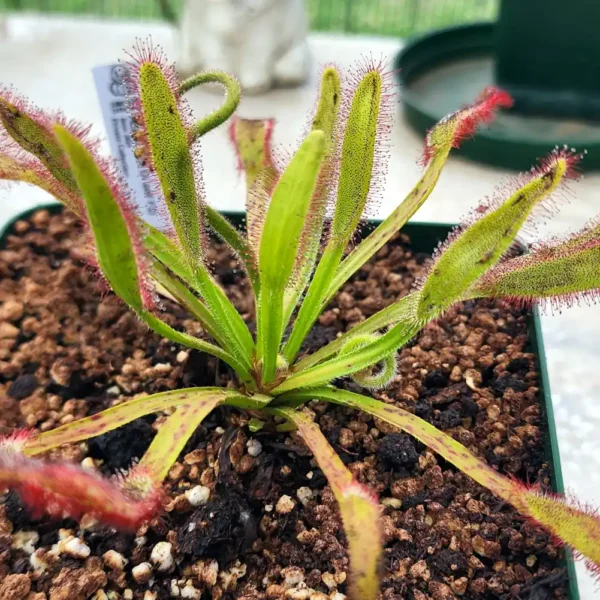 Drosera Hercules