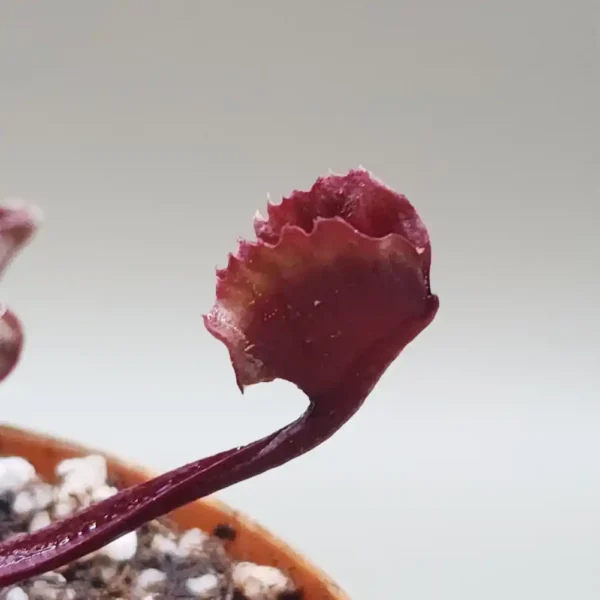 venus fly trap werewolf