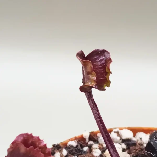 Venus Fly Trap - AR Werewolf - Image 2