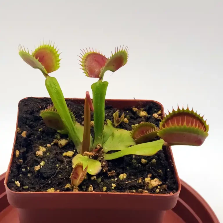 venus fly trap
