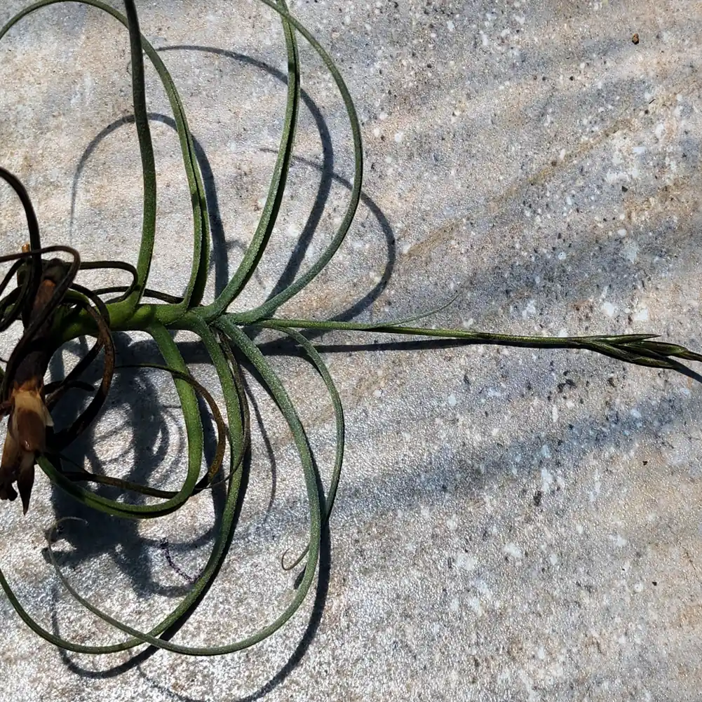 Tillandsia Wonga