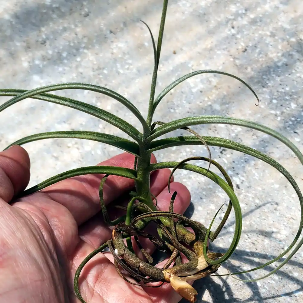 Tillandsia Wonga