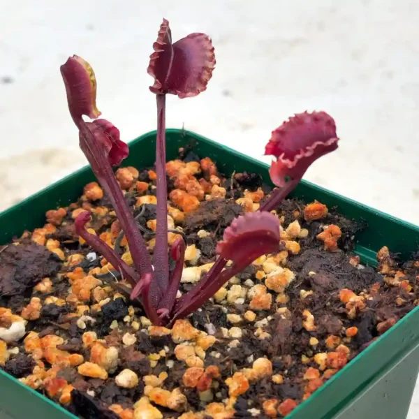 Venus Fly Trap Werewolf