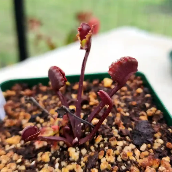 Venus Fly Trap Werewolf