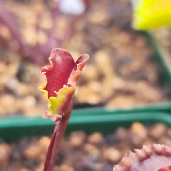 Venus Fly Trap Werewolf
