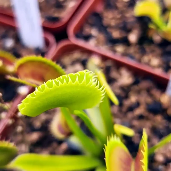 Venus Fly Trap Dracula