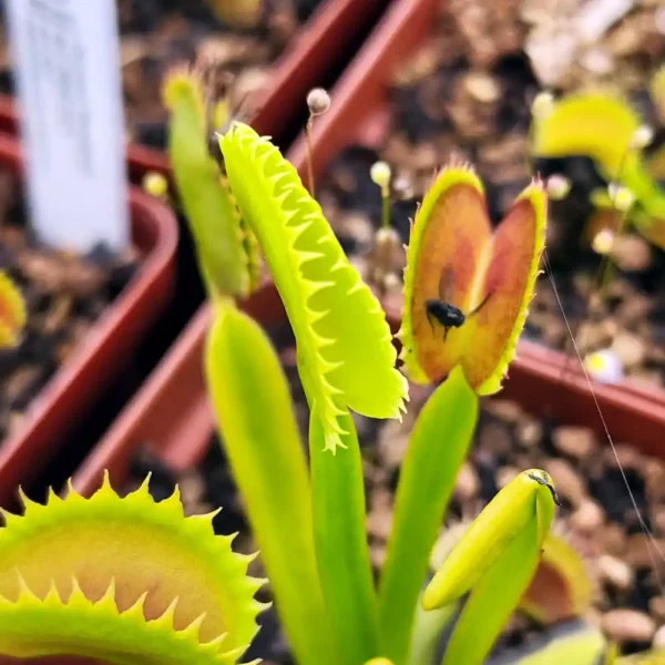 Venus Fly Trap Dracula