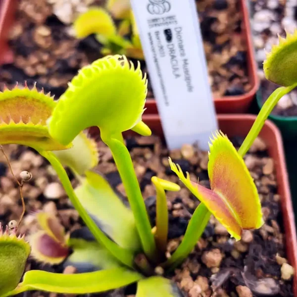 Venus Fly Trap Dracula